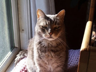 Flea Biscuit